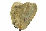 Fossil Hadrosaur Vertebra Section w/ Metal Stand - South Dakota #350606-1